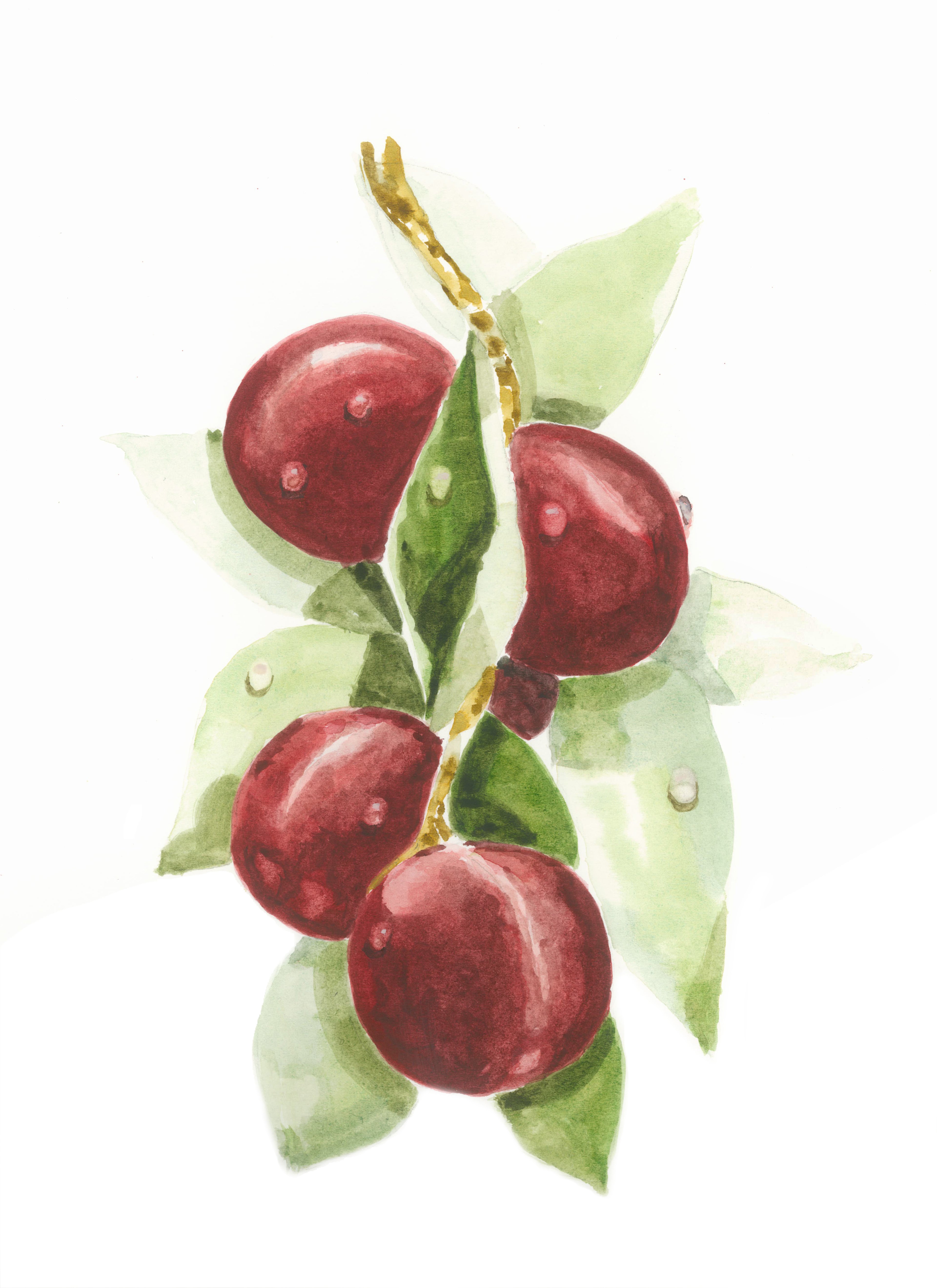 Framed Print of Plums