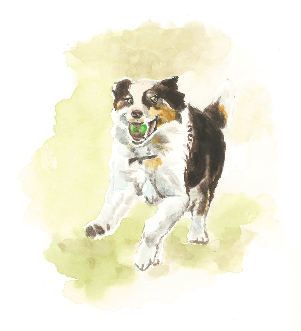 Greeting Card - Border Collie