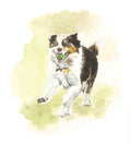 Greeting Card - Border Collie