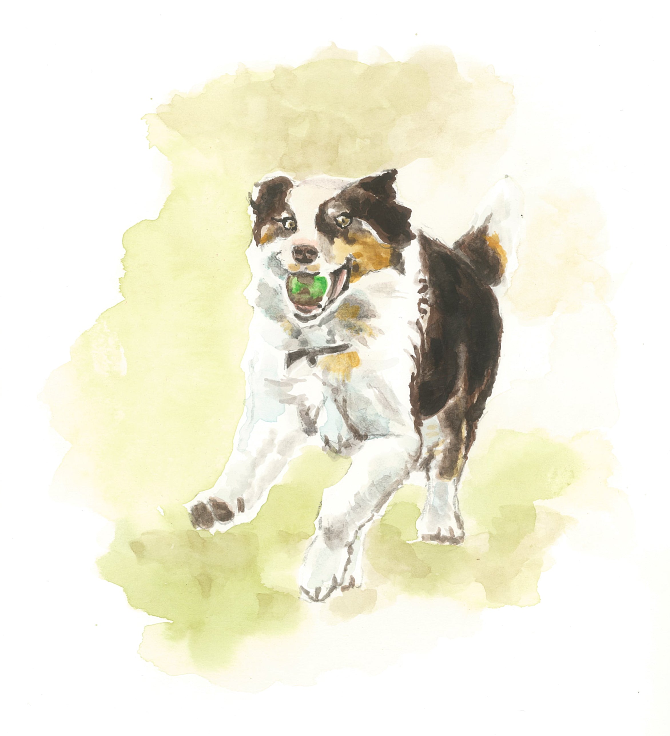 Greeting Card - Border Collie