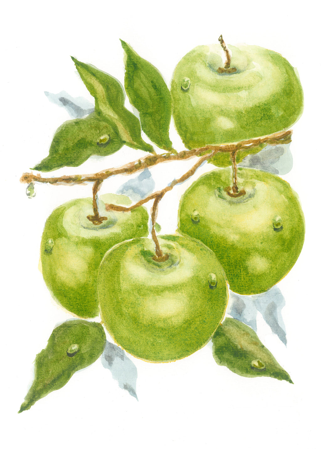 Framed Print of Green Apples