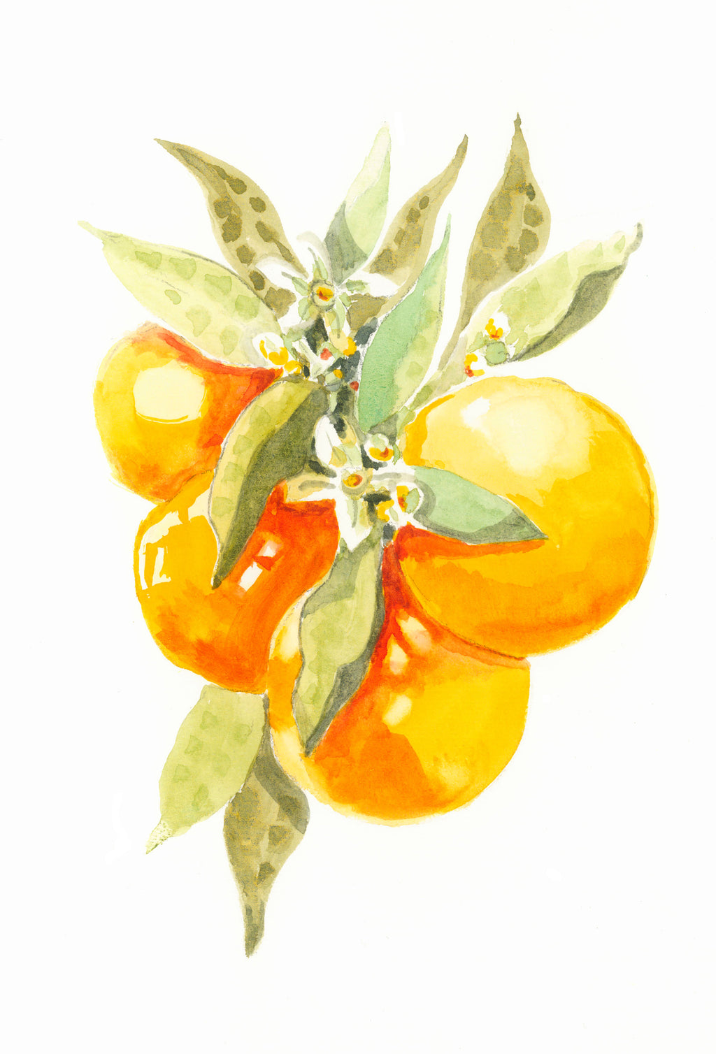 Greeting Card - Oranges