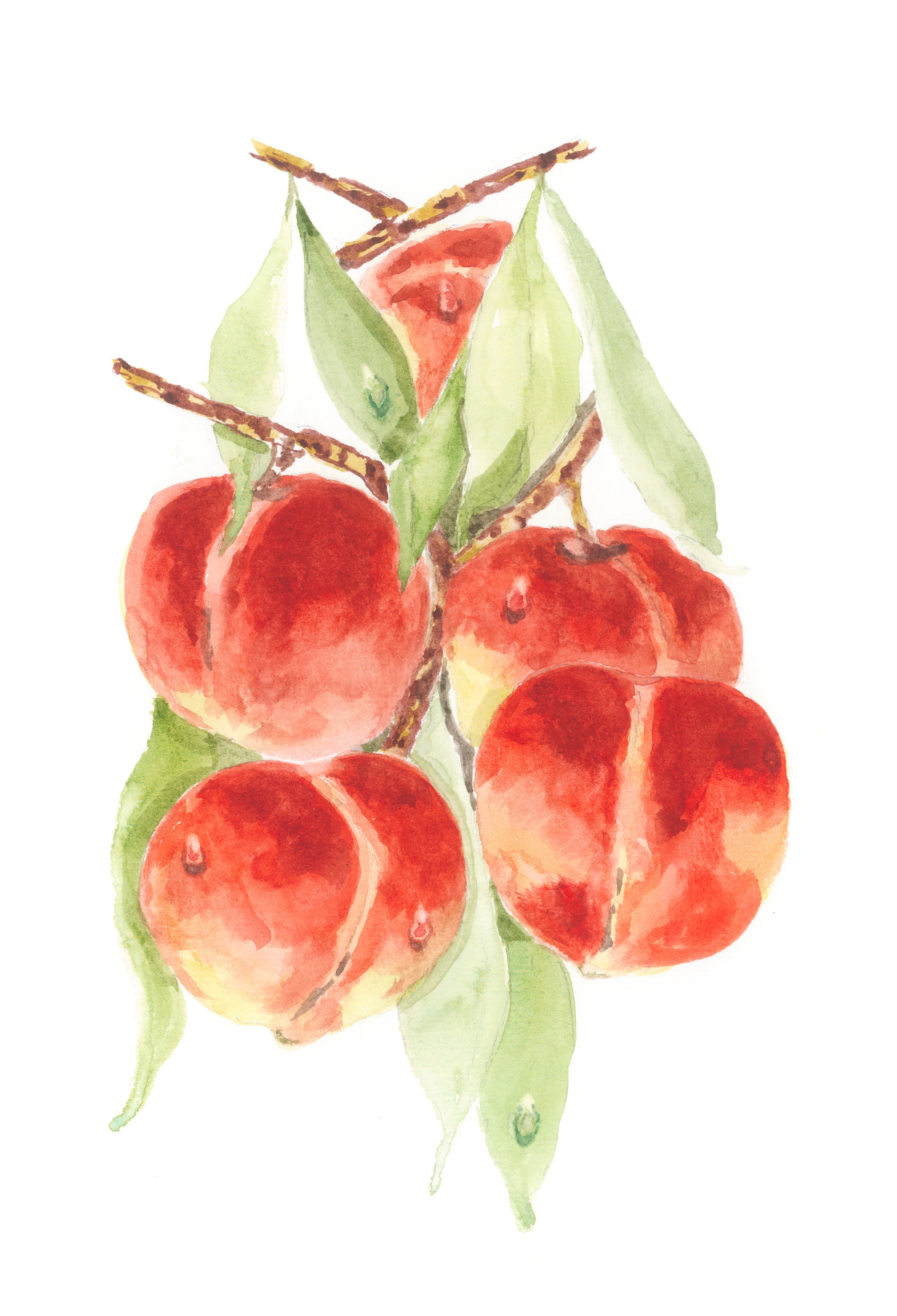 Framed Print of Peaches