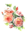 Greeting Cards - Roses